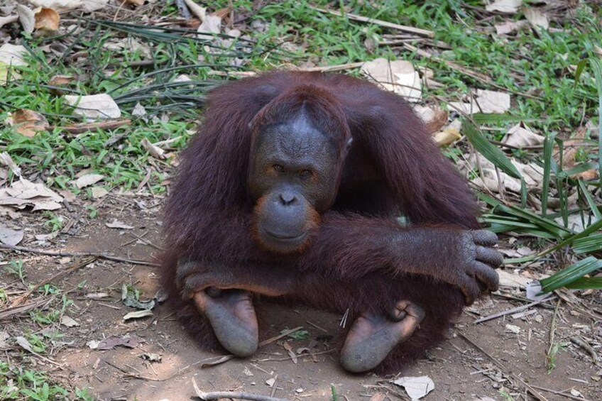 Orang Utan Island