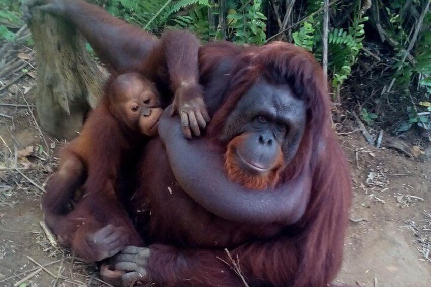 Orang Utan Island