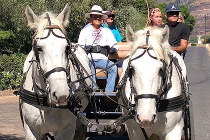 20 Minute Carriage Trail departing at 12h00 every day