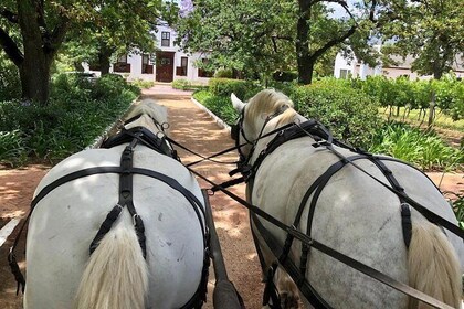 1 Hour Carriage Trail 