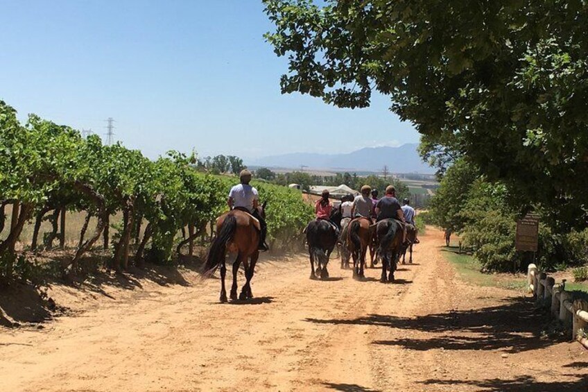 1,5 Hour Horse Trail