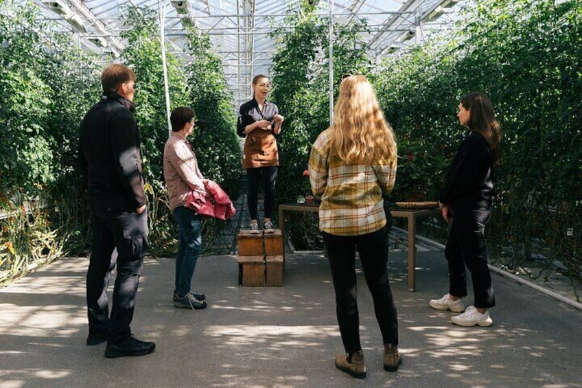 Friðheimar farm tomato greenhouse