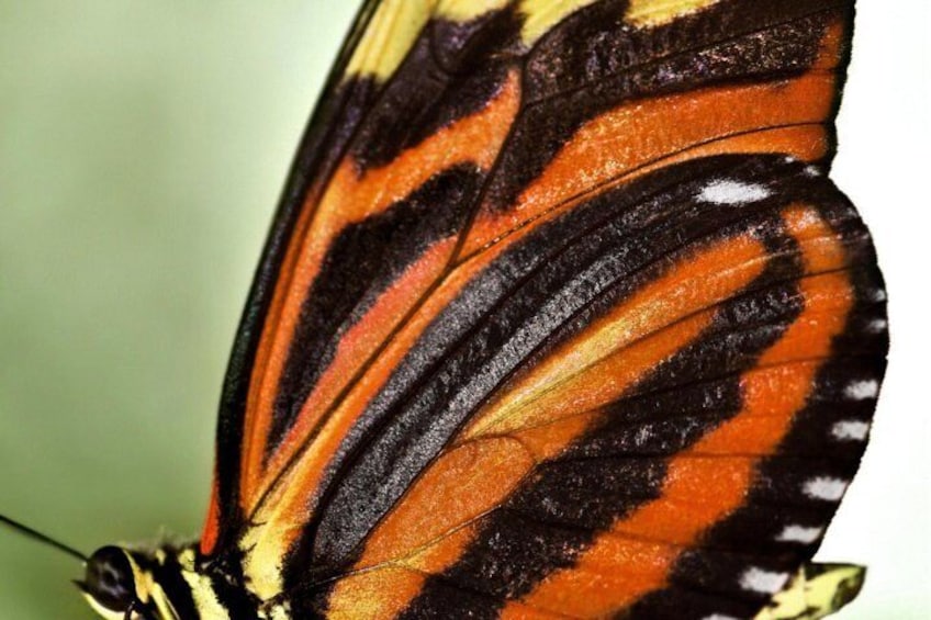 Watch for the rare tiger butterfly in Butterfly Valley