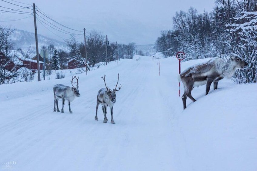 SMALL-GROUP ARCTIC NATURE FROM TROMSØ - Photography; Sightseeing Tour