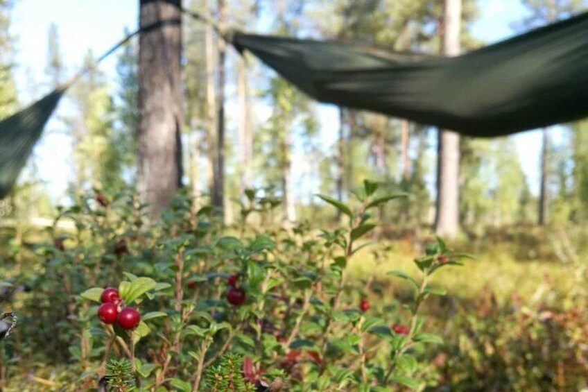 Cocooning in the HaliPuu forest: The ultimate Arctic hammock relaxation