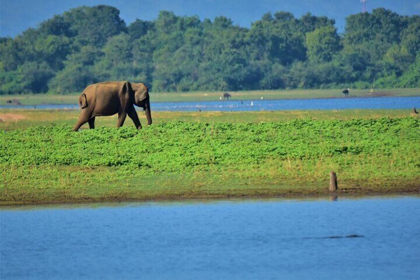 Udawalawe Safari - Sri Lanka