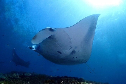 Try Diving in Manta Point - Nusa Penida