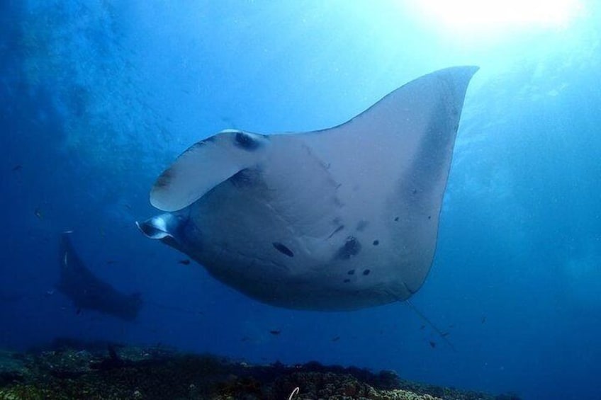 Close up underwater picture with the Manta Rays 