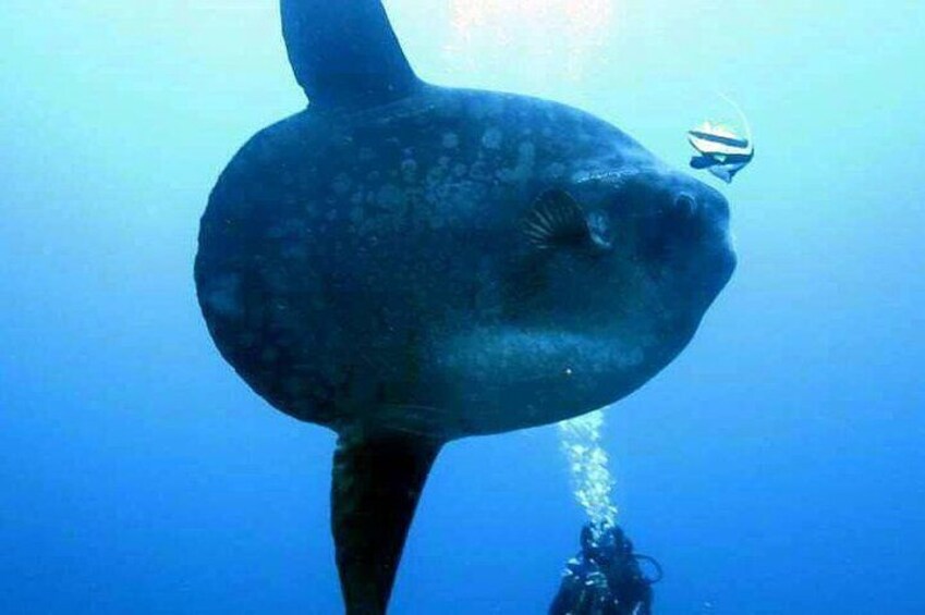 Mola Mola at Nusa Penida