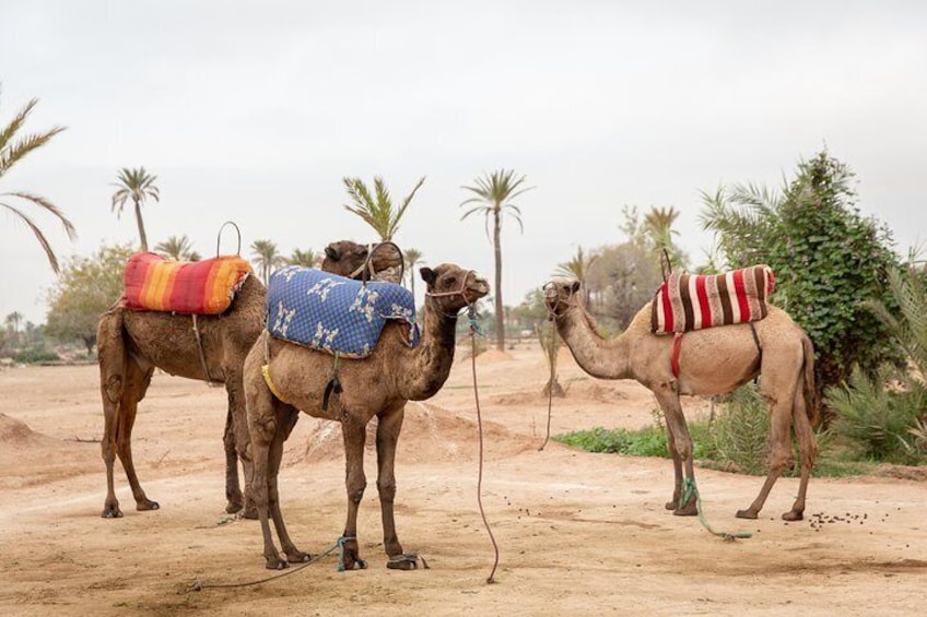 Three camels, topped with cushioned saddles, await their day's work in Marrakech.
