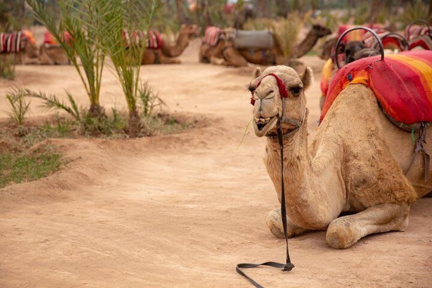 Camels are considered working animals in Marrakech, Morocco.