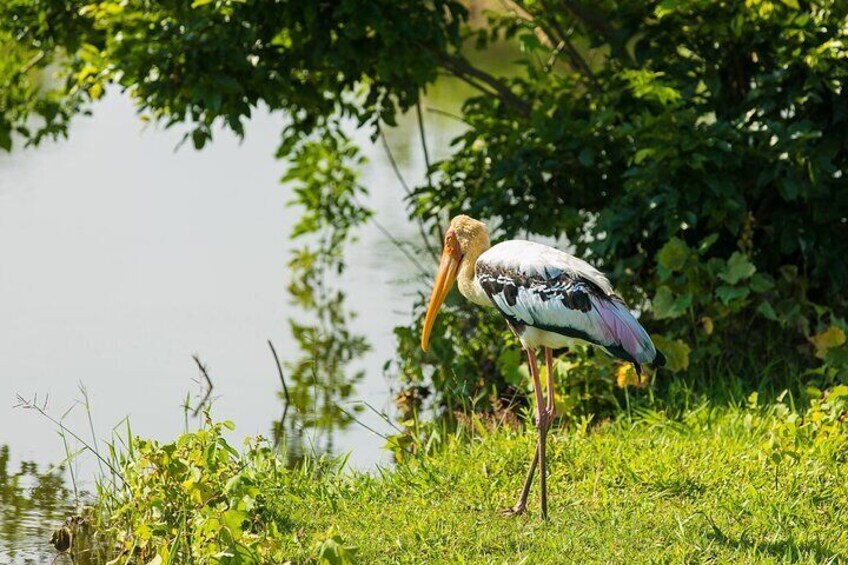 Painted Stork at Udawalawe National Park
