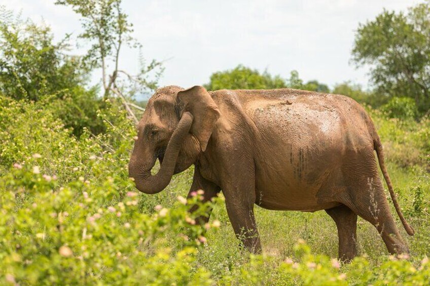 Elephants at Udawalawe National park