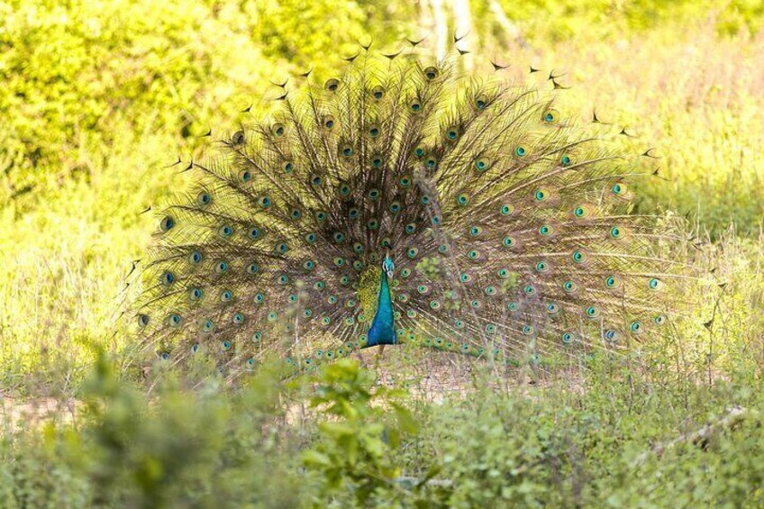 Peacock At Udawalawe National Park