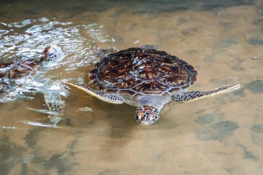 Kosgoda Turtle Hatchery and Farm m Galle, Got know more about turtles