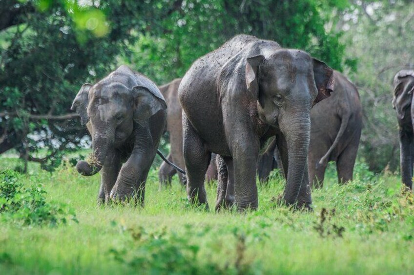 Elephant In Minneriya National Park