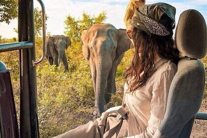 Day Excursions to Minneriya National Park Safari From Negombo