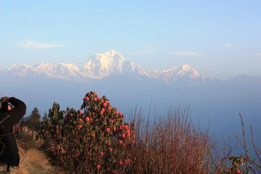 Mount Dhaulagiri view.