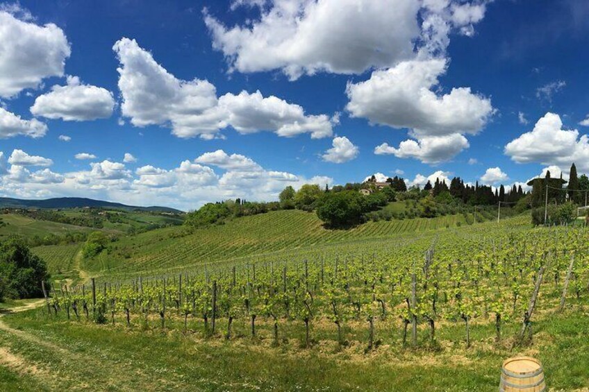 Educational Wine tour & tasting in Siena