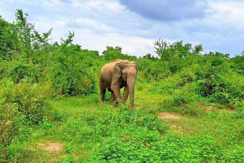 Udawalawe National Park Safari Tour - Private & Customize Tour