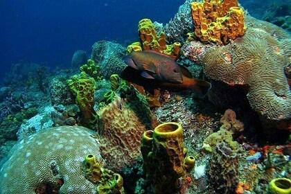 Tobago Buccoo Reef Tours 