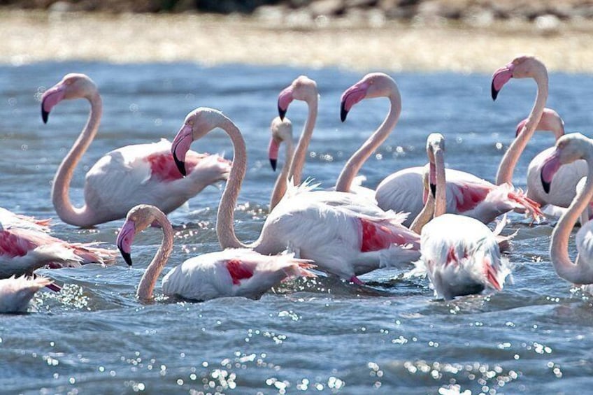 Bike Naturalistic Tour - Flamingos