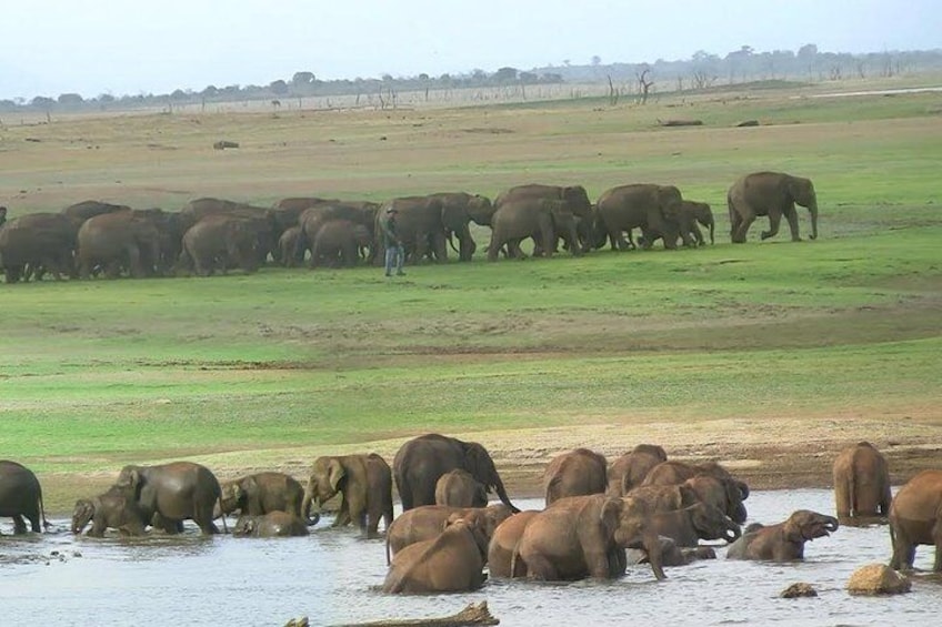 Udawalawe Safari Day Trip from Bentota & Surroundings - All Inclusive