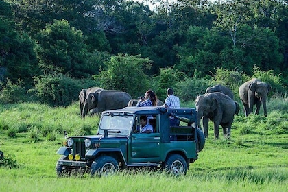 Udawalawe Safari Day Trip from Bentota/Kalutara/Wadduwa/Ahungalla-All Inclu...