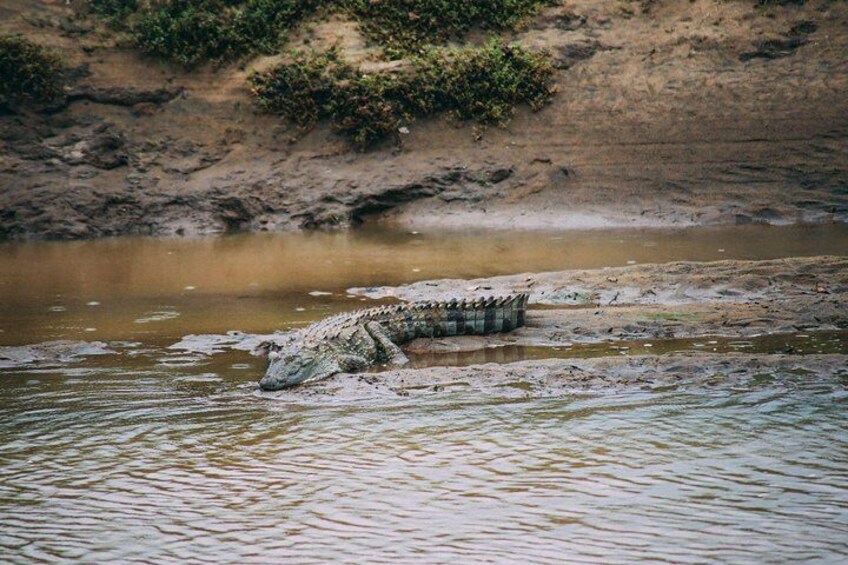 Udawalawe Safari Day Trip from Bentota & Surroundings - All Inclusive