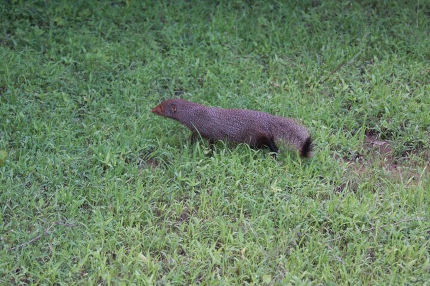 Udawalawe Safari Day Trip from Bentota & Surroundings - All Inclusive