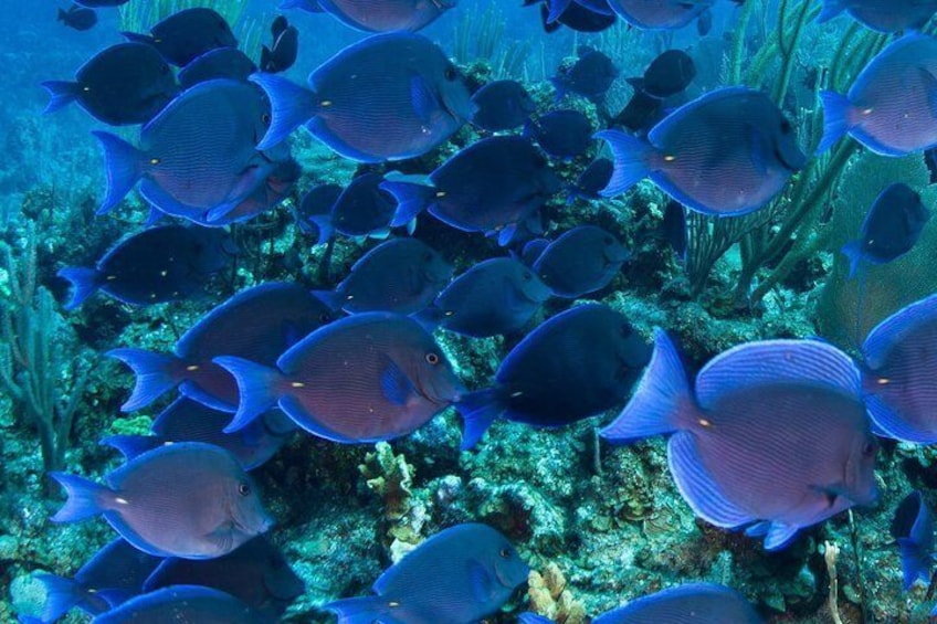 Observe marine life up close from the underwater viewing cabin