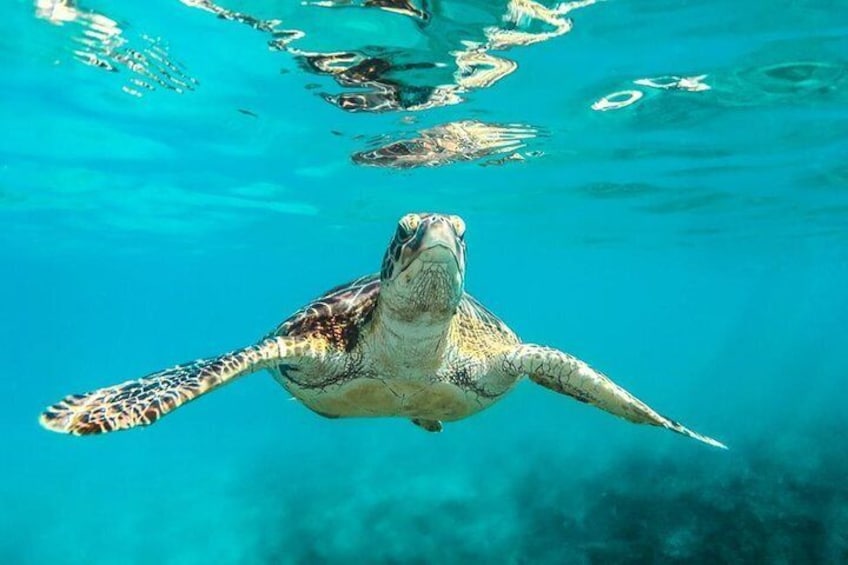 Barbados Catamaran Snorkeling Cruise