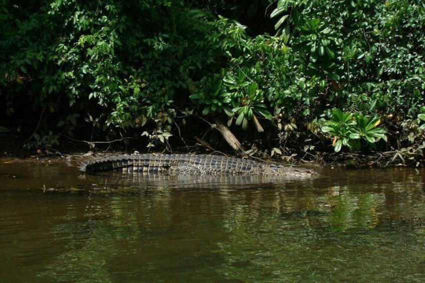 Bentota River Safari