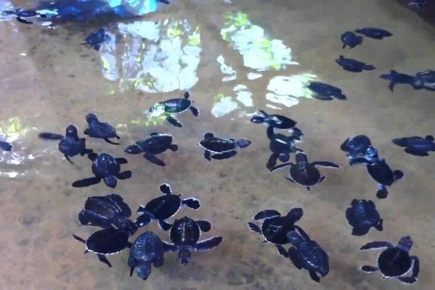 Turtle Hatchery 