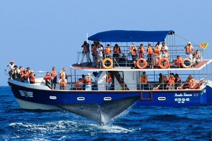 Mirissa Whale Watching Day Trip from Bentota /Kalutara /Ahungalla /Hikkaduw...