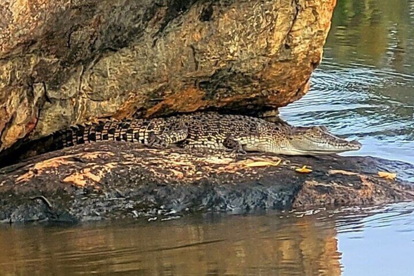 Bentota River Safari