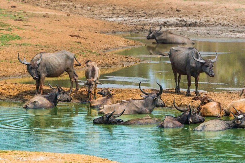 Udawalawe Safari Day Trip from Hikkaduwa & Surroundings - All Inclusive