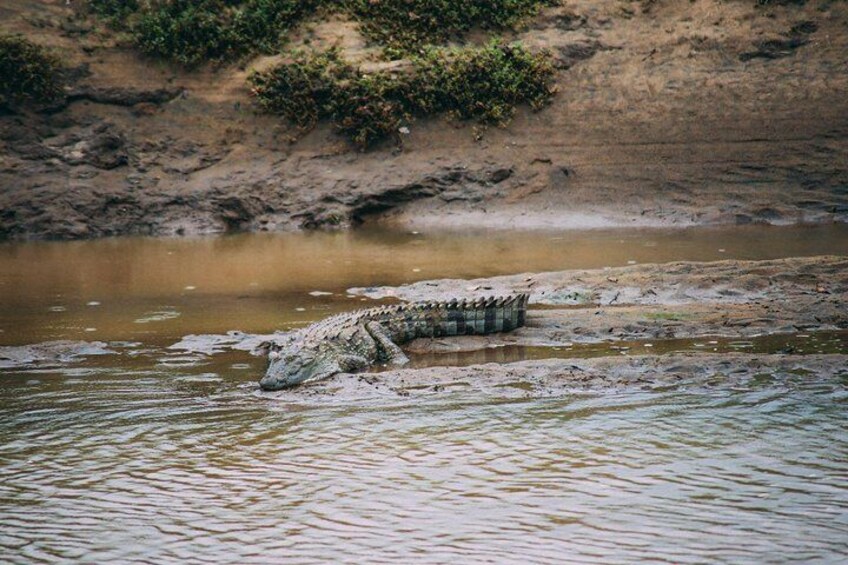 Udawalawe Safari Day Trip from Hikkaduwa & Surroundings - All Inclusive