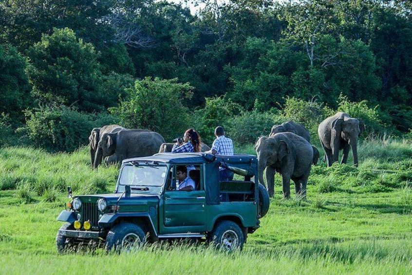 Ella Day Trip with Udawalawe Safari - Private & All Inclusive