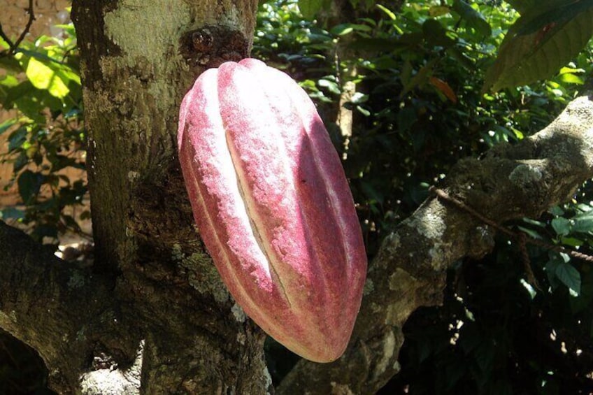 Cocoa Plantation