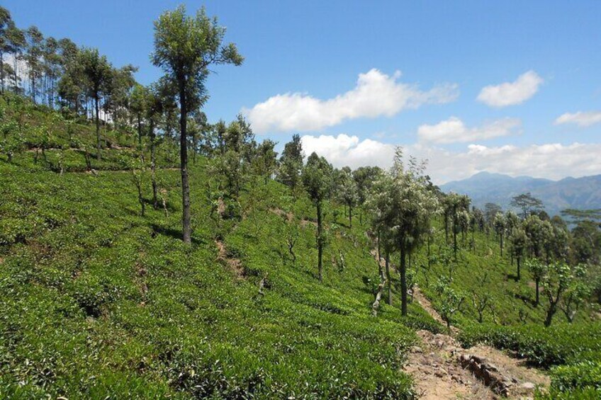 tea plantation 