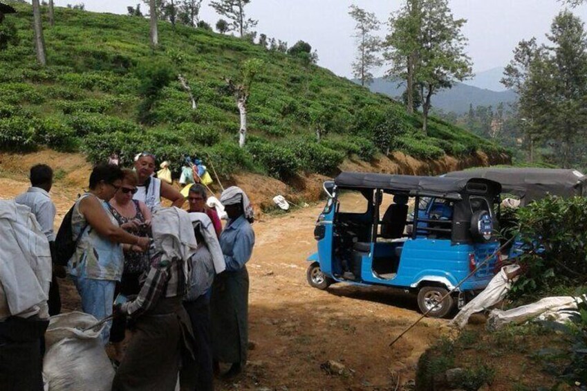 Tuk Tuk Safari in Tea plantation, View Points, Water Falls, Spice Plantations