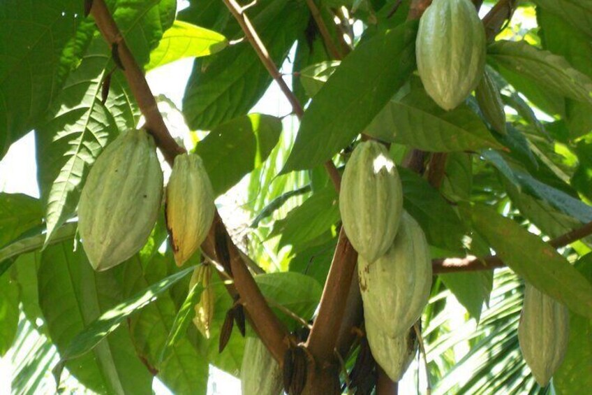 Cocoa plantation