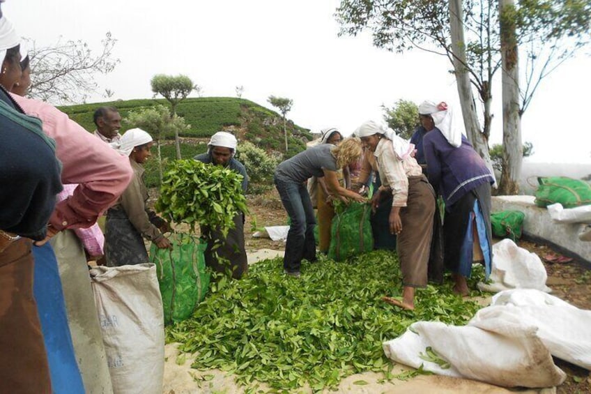 Tea Plantation Experience