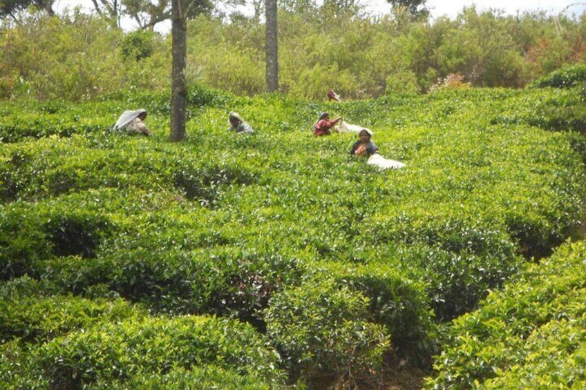 Tea Plantation Experience