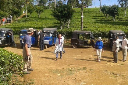 Tuk Tuk safari and Picnic in The Tea Plantation from Ella,Haputale & Bandar...