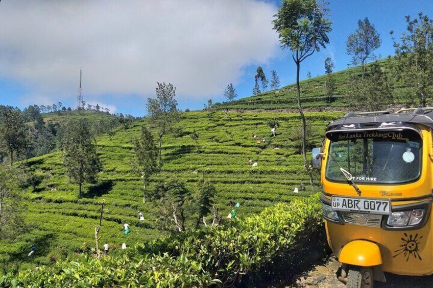 Tea & Tuk Tuk Experience