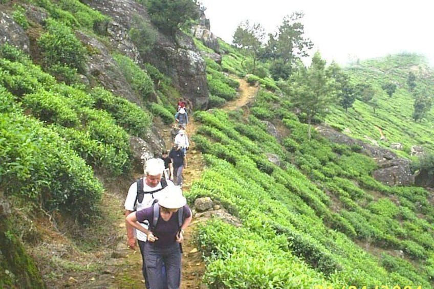 3,Days Trekking Through the Misty Mountain & Horton Plaine from Ella,Haputale 