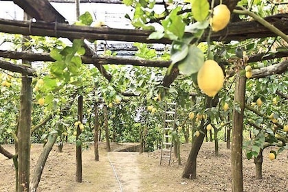 Sorrento Farm Experience Including Tastings, Pizza Making and Limoncello