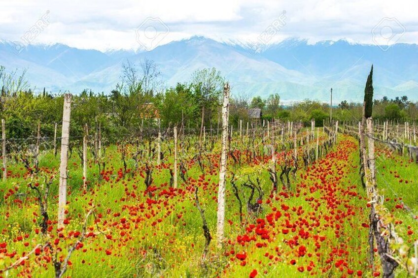 Day Trip to Garedja Caves, Sighnaghi Visit With Organic Wine tasting and lunch